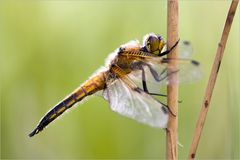 Libellula quadrimaculata