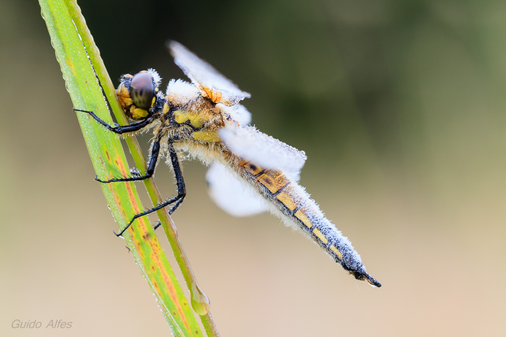 Libellula quadrimaculata