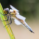 Libellula quadrimaculata