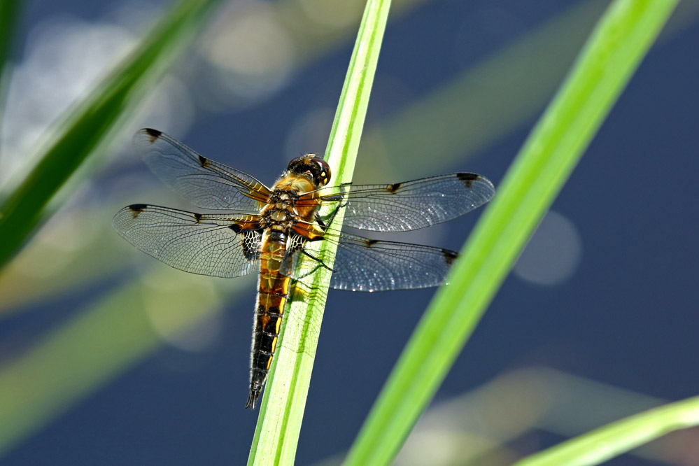 Libellula quadrimaculata