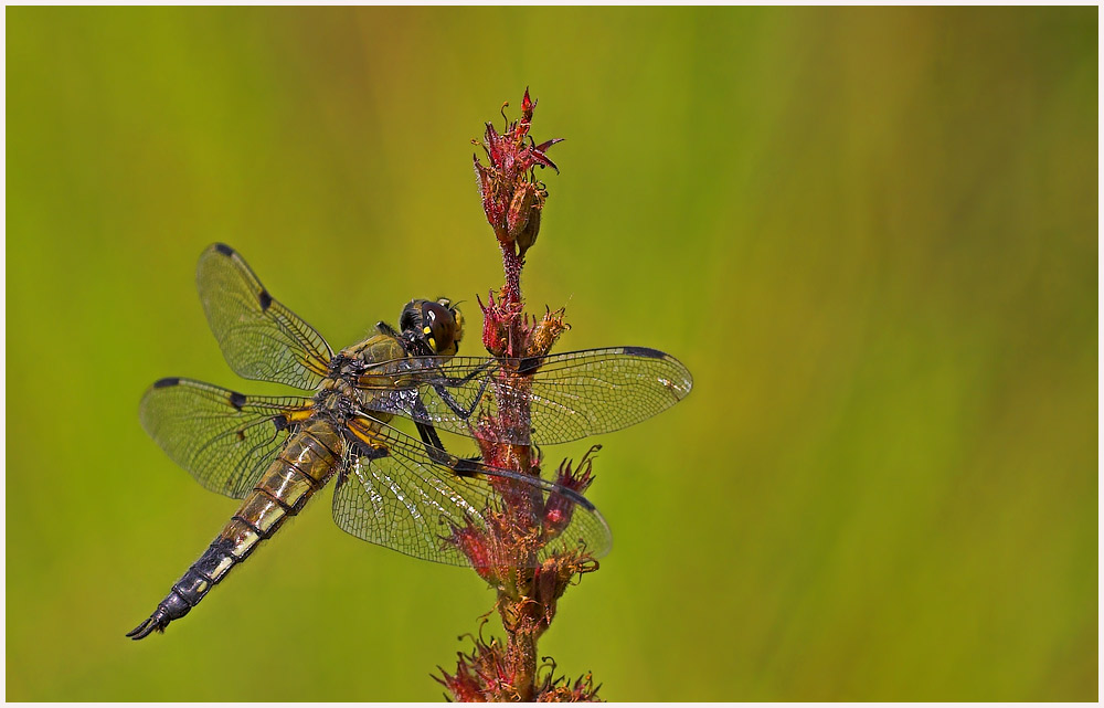 Libellula quadrimaculata