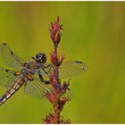 Libellula quadrimaculata