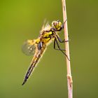 Libellula quadrimaculata