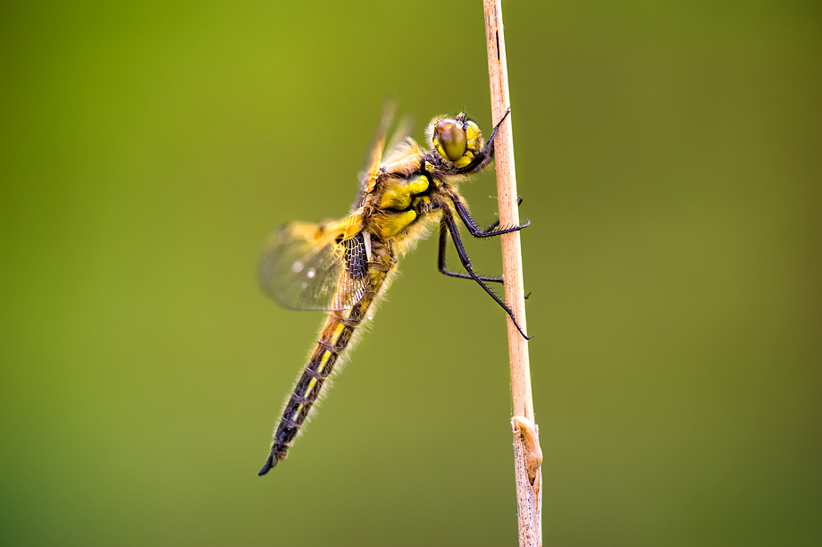 Libellula quadrimaculata