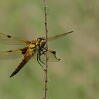 Libellula quadrimaculata