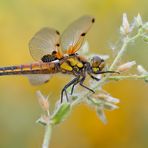 Libellula quadrimaculata