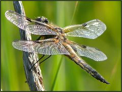 Libellula quadrimaculata