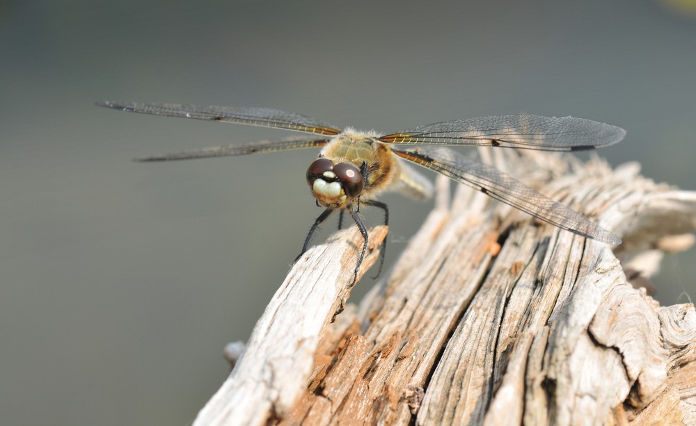 Libellula quadrimaculata