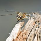 Libellula quadrimaculata