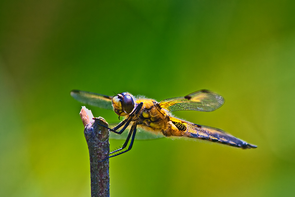 Libellula quadrimaculata