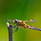 Libellula quadrimaculata