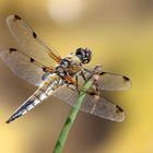 Libellula quadrimaculata