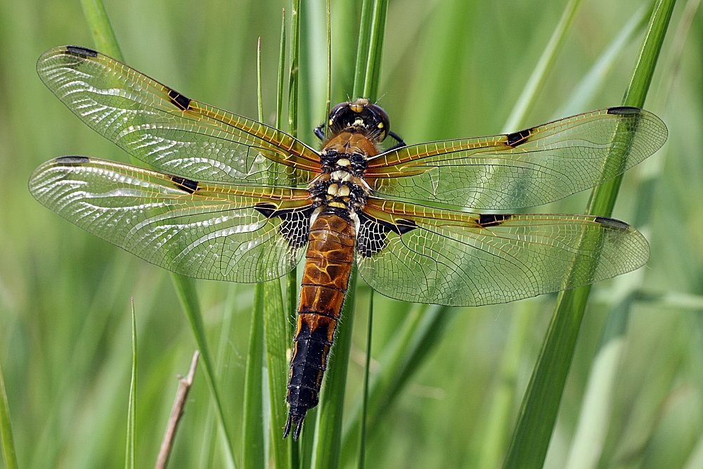 Libellula quadrimaculata