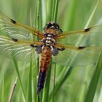 Libellula quadrimaculata