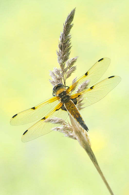 Libellula quadrimaculata