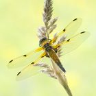 Libellula quadrimaculata