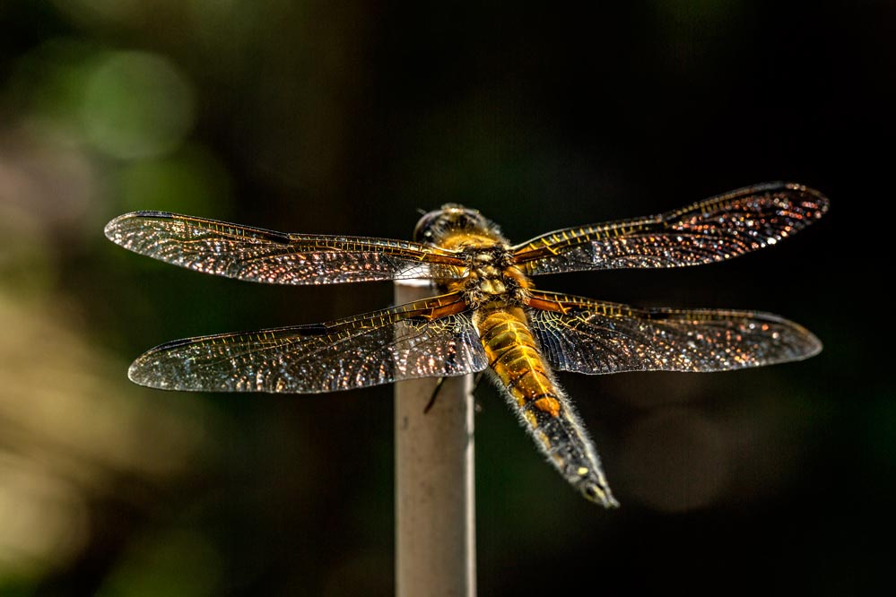 Libellula quadrimaculata