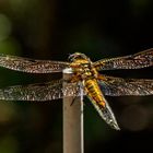 Libellula quadrimaculata