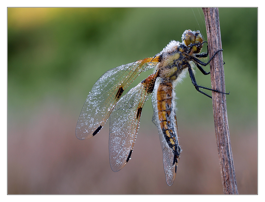 Libellula Quadrimaculata