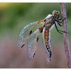 Libellula Quadrimaculata