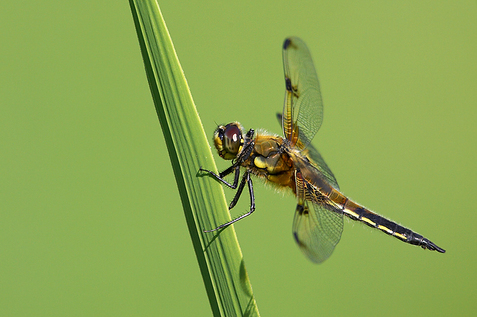 Libellula quadrimaculata