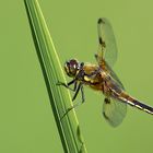 Libellula quadrimaculata