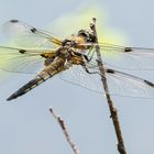 Libellula quadrimaculata