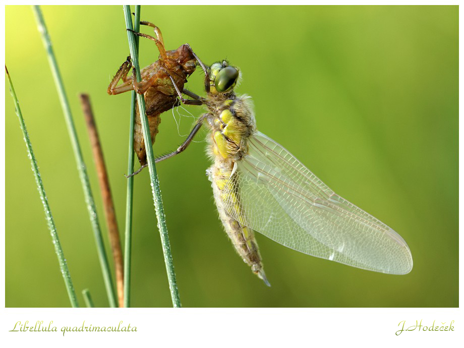 Libellula quadrimaculata