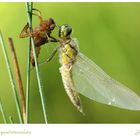 Libellula quadrimaculata