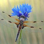 Libellula quadrimaculata