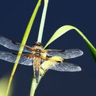 Libellula quadrimaculata