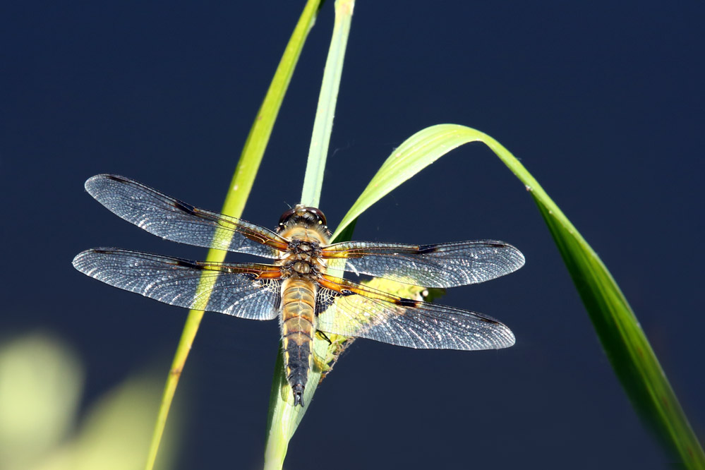 Libellula quadrimaculata