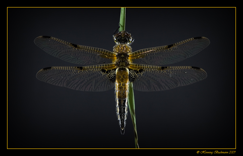 Libellula quadrimaculata