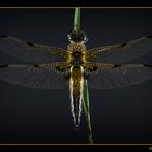 Libellula quadrimaculata