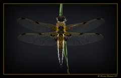 Libellula quadrimaculata