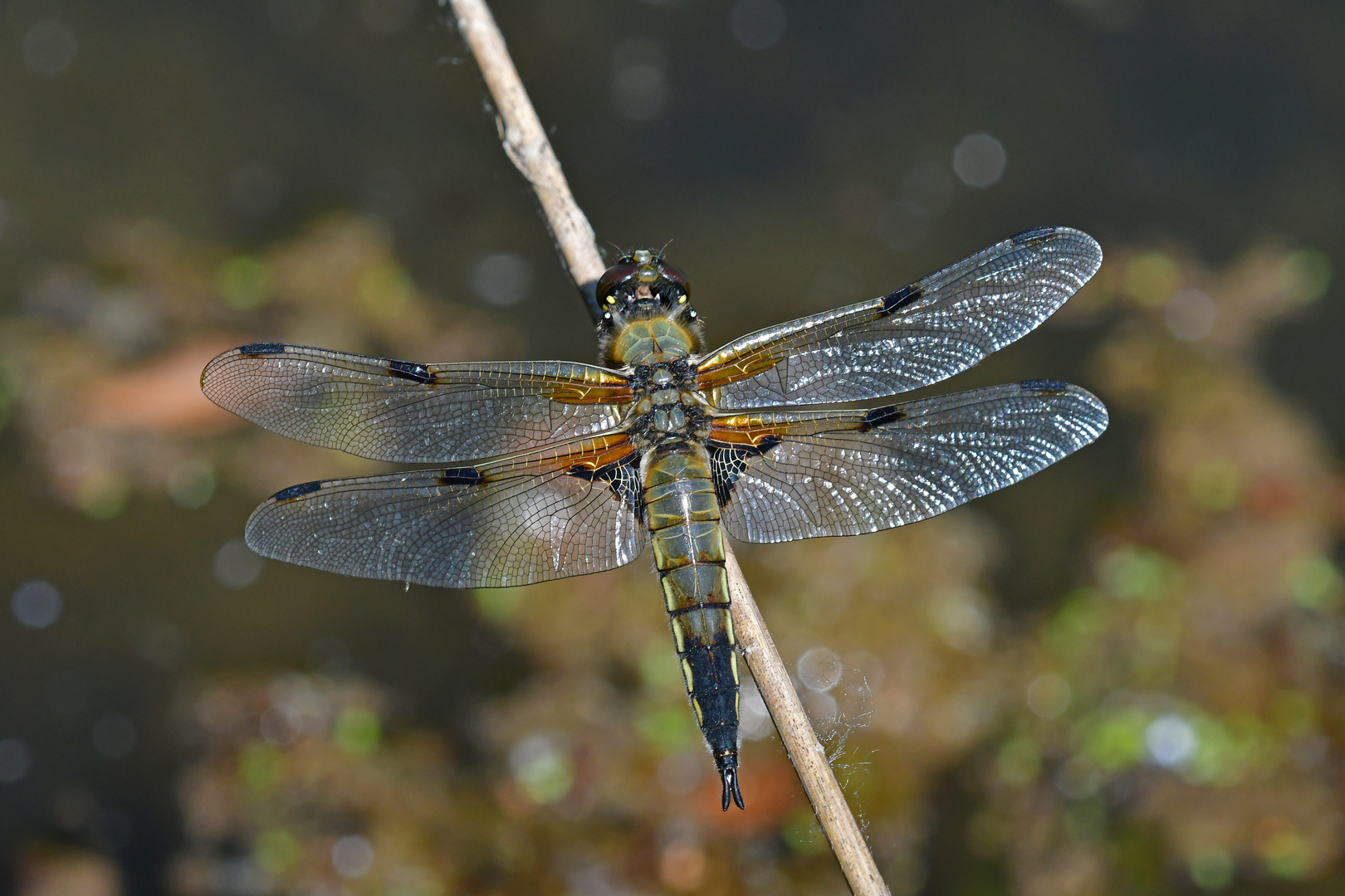 Libellula quadrimaculata beim Auftanken