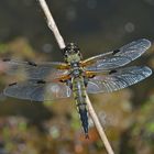 Libellula quadrimaculata beim Auftanken