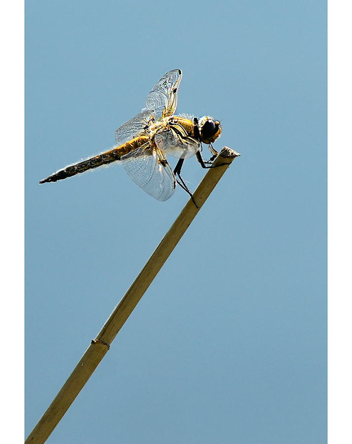 Libellula quadrimaculata