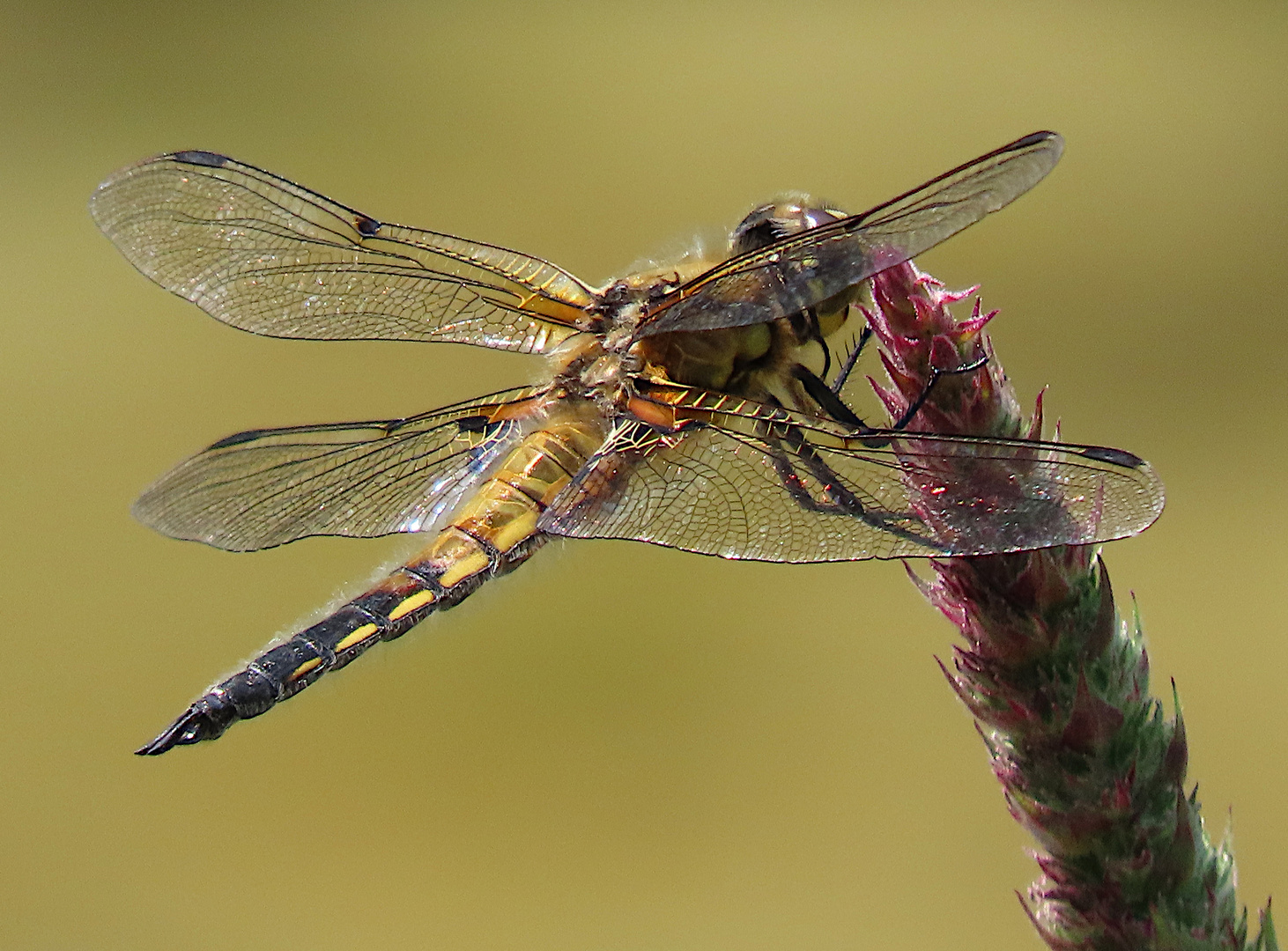 Libellula quadrimaculata