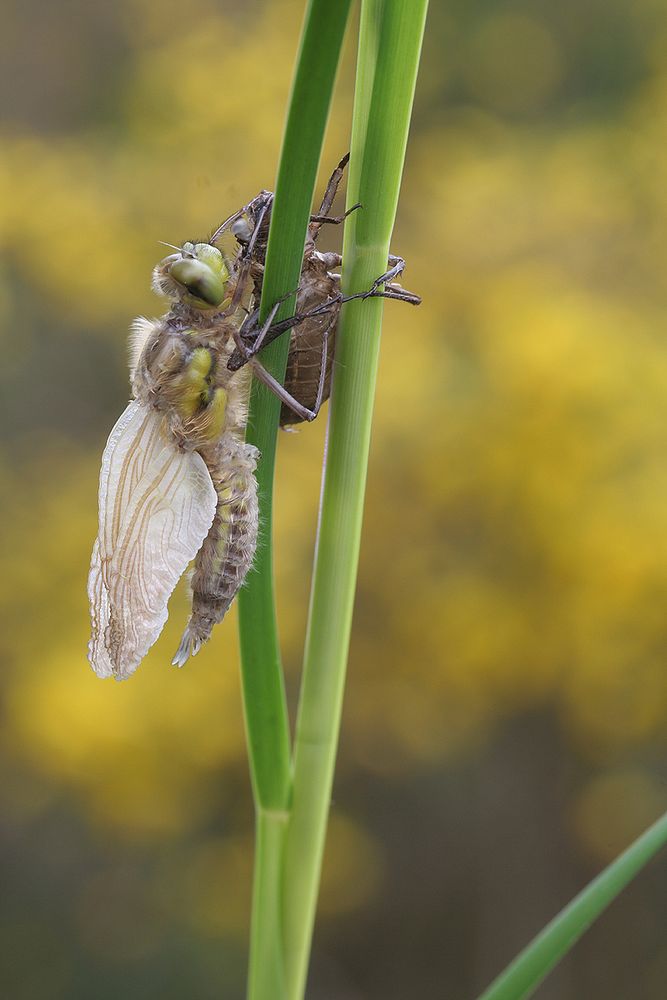 Libellula quadrimaculata