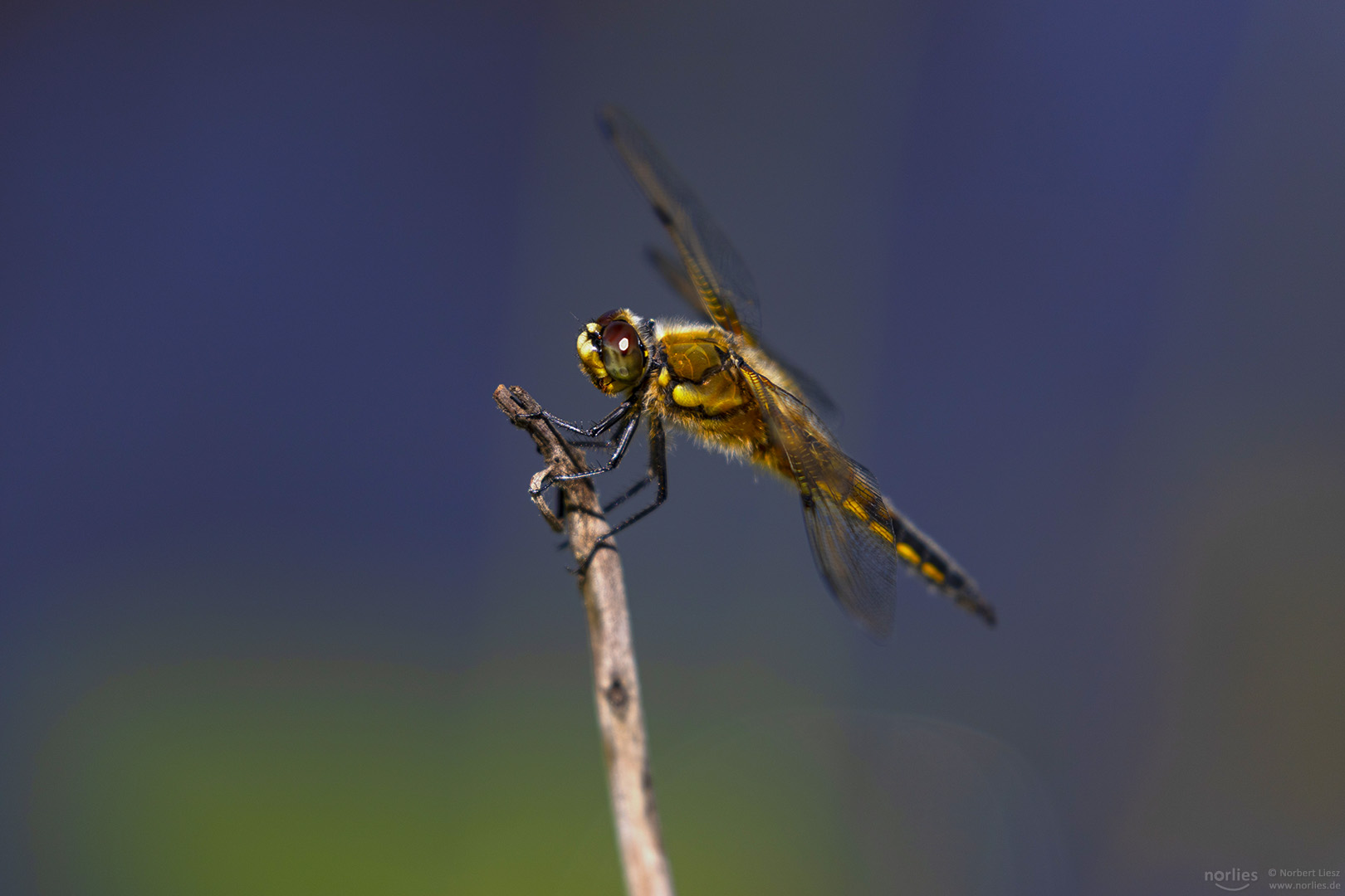 libellula quadrimaculata