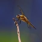 libellula quadrimaculata