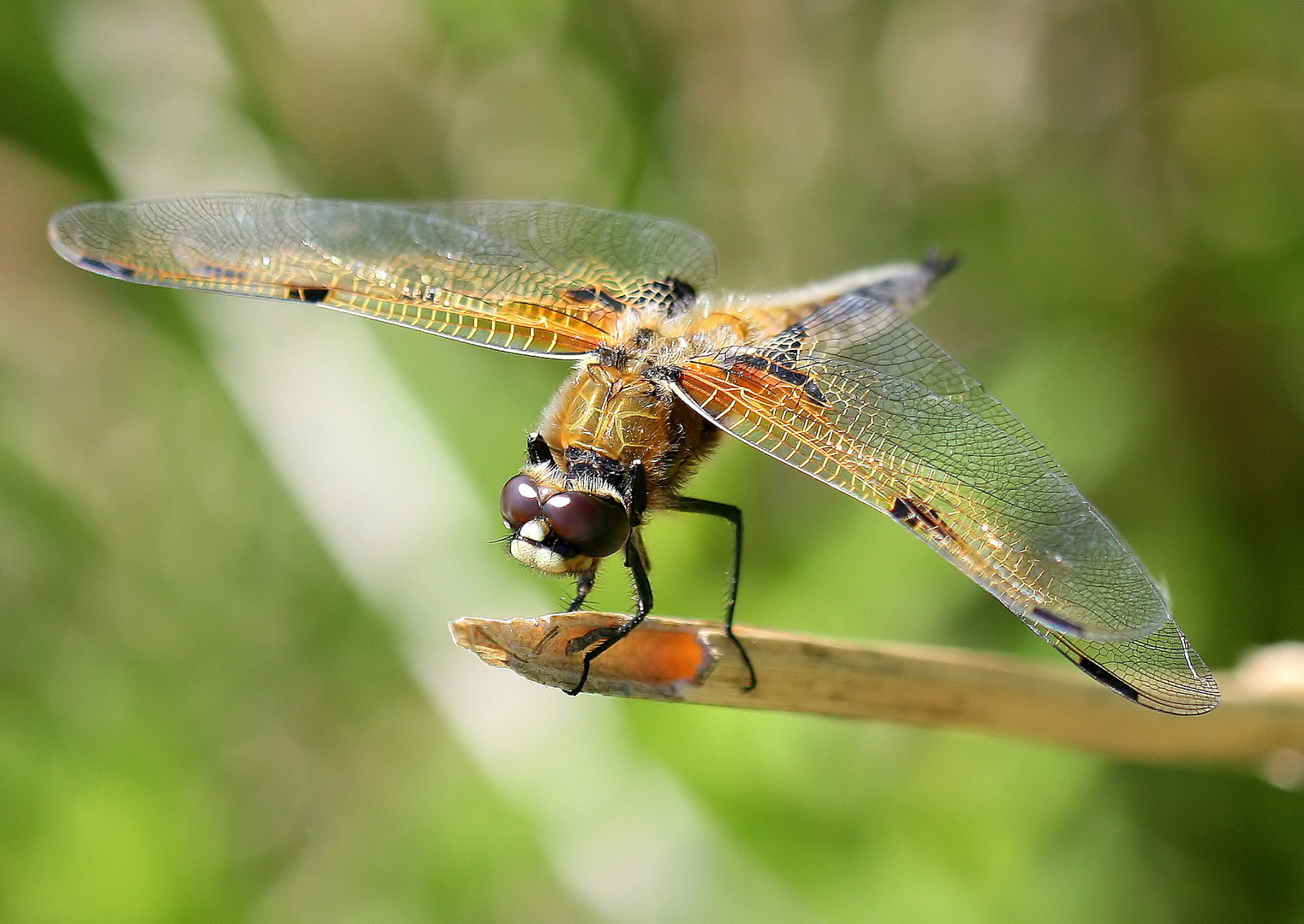 Libellula quadrimaculata