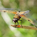 Libellula quadrimaculata