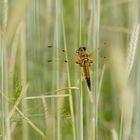 Libellula quadrimaculata