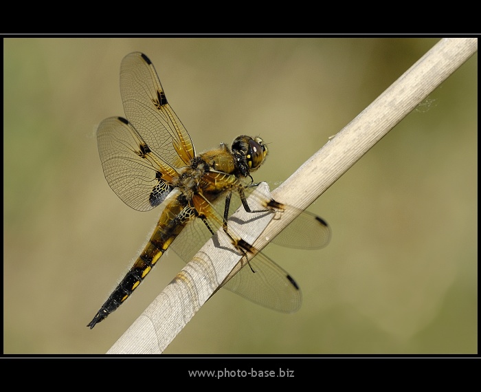 Libellula quadrimaculata