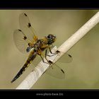 Libellula quadrimaculata