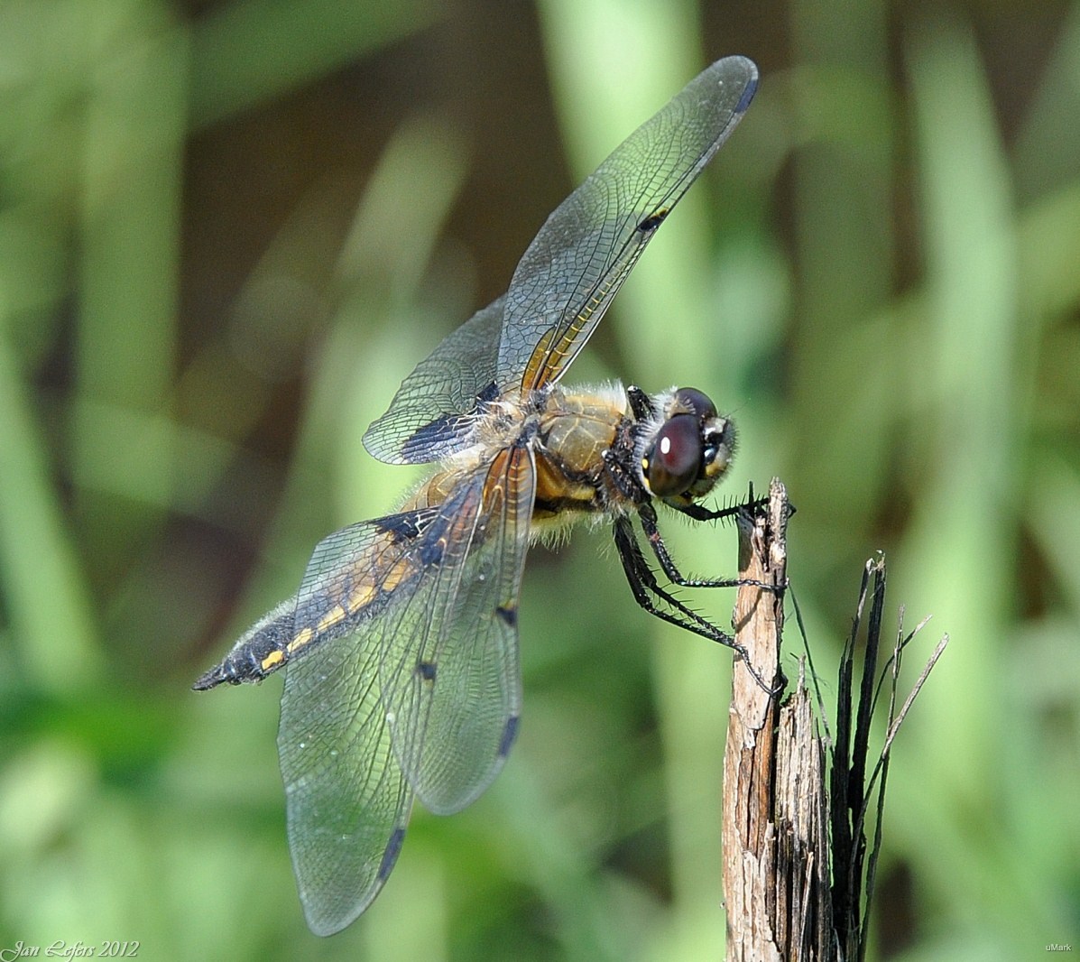 Libellula quadrimaculata