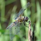 Libellula quadrimaculata