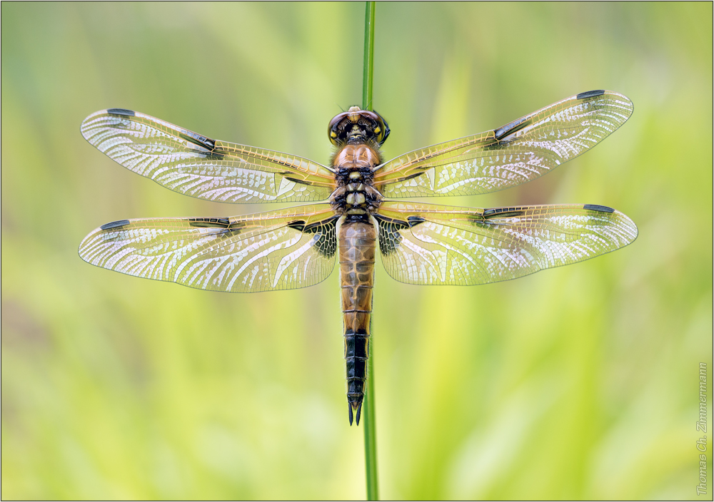 Libellula quadrimaculata ...